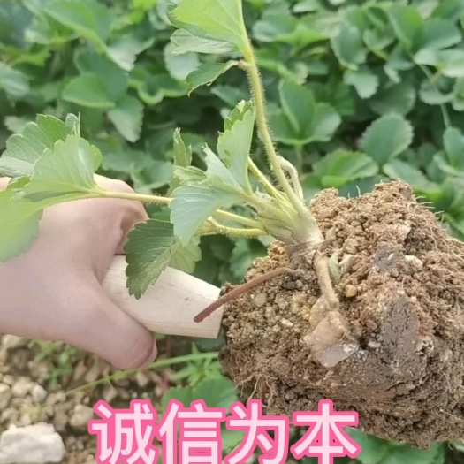 泰安红颜草莓苗，培育基地直发，现挖现发，根白苗壮