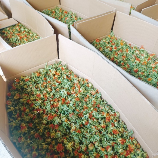 亳州红花果 红花头 橙菠萝花 红花 产地直销
