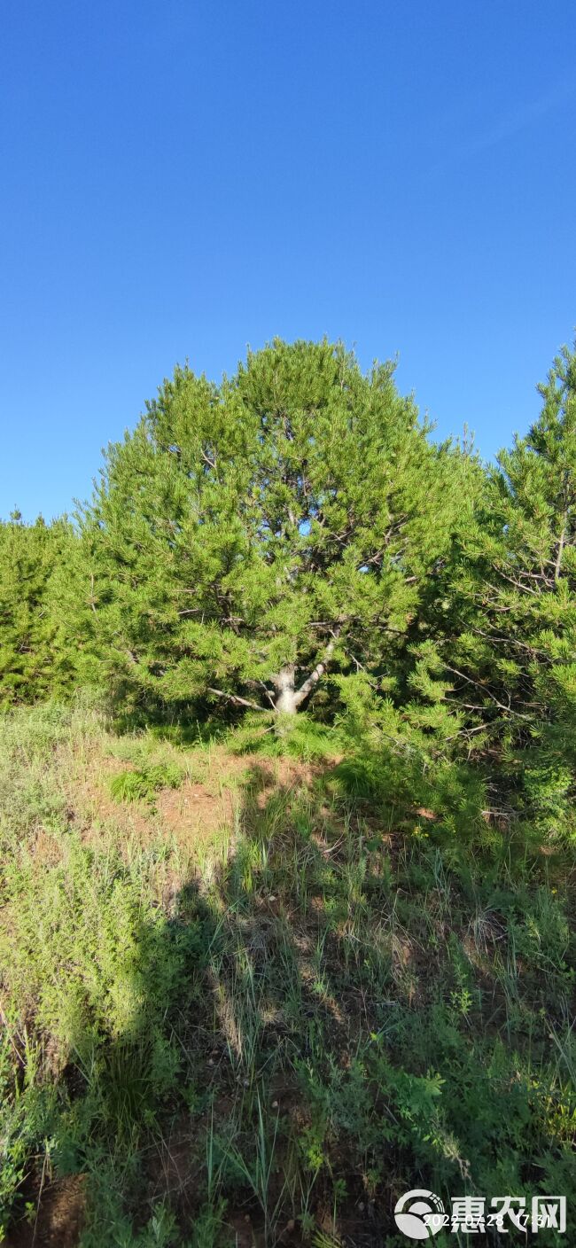 地径20公分油松，苗圃油松，造型胚子