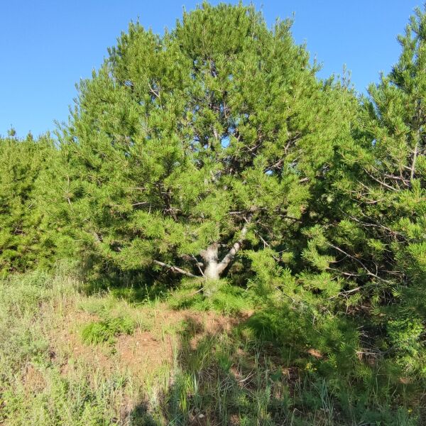 地径20公分油松，苗圃油松，造型胚子