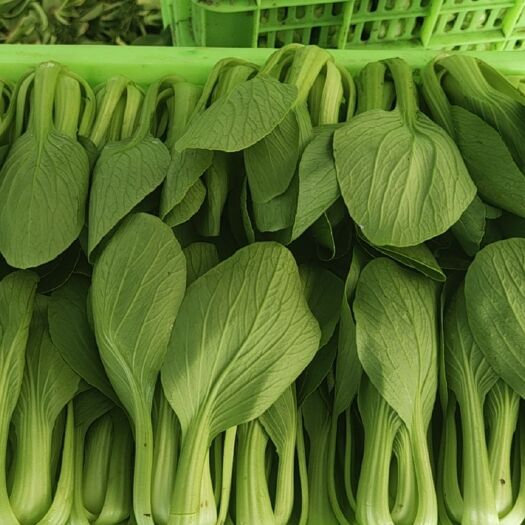 高碑店市精品小油菜