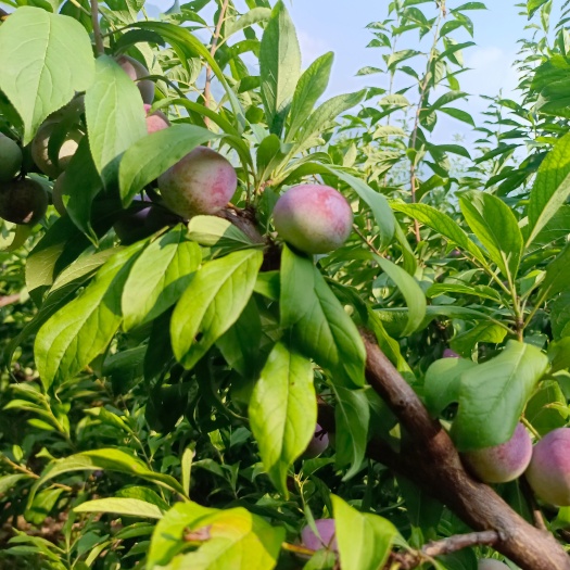 屏山县珍珠李存放时间长，口感清脆，果汁饱满