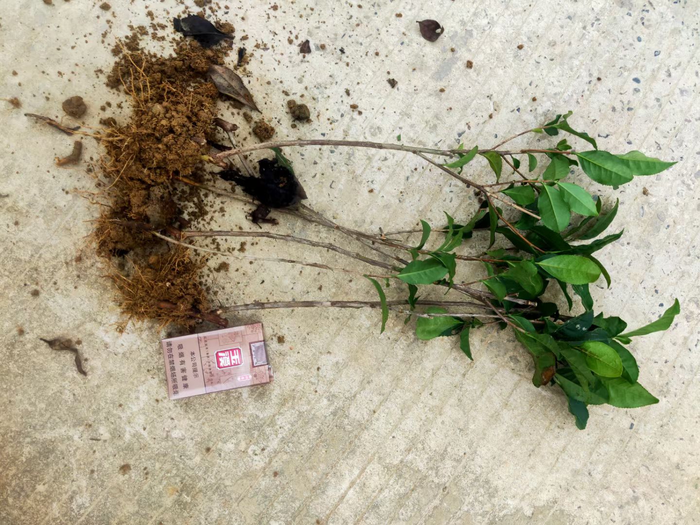 茶树苗！安吉白茶！苗好粗壮，根系发达！成活率高！