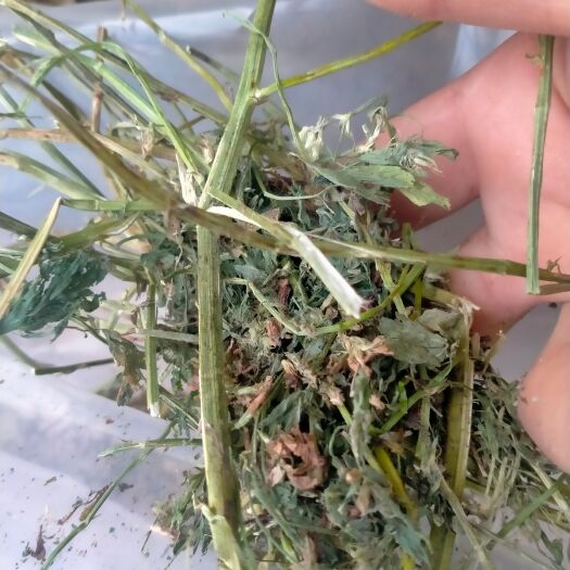 阿旗二茬苜蓿草