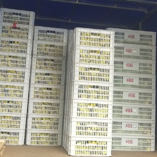 宣城质量通关  花朵新鲜   量大