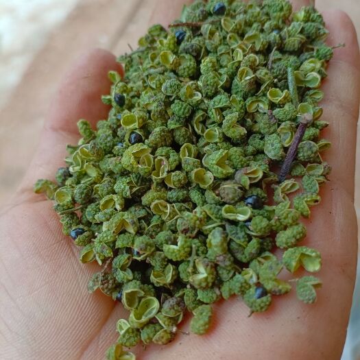 威宁县青花椒