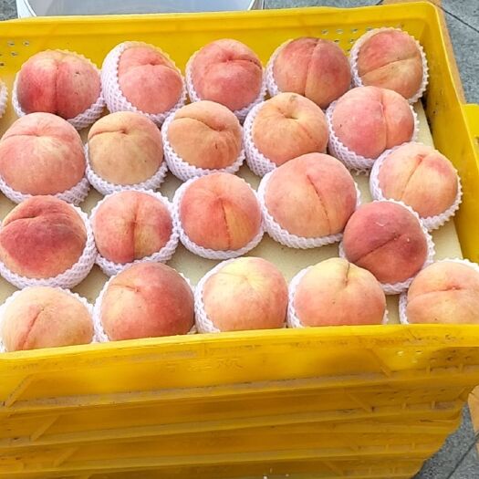 太仓市水蜜桃