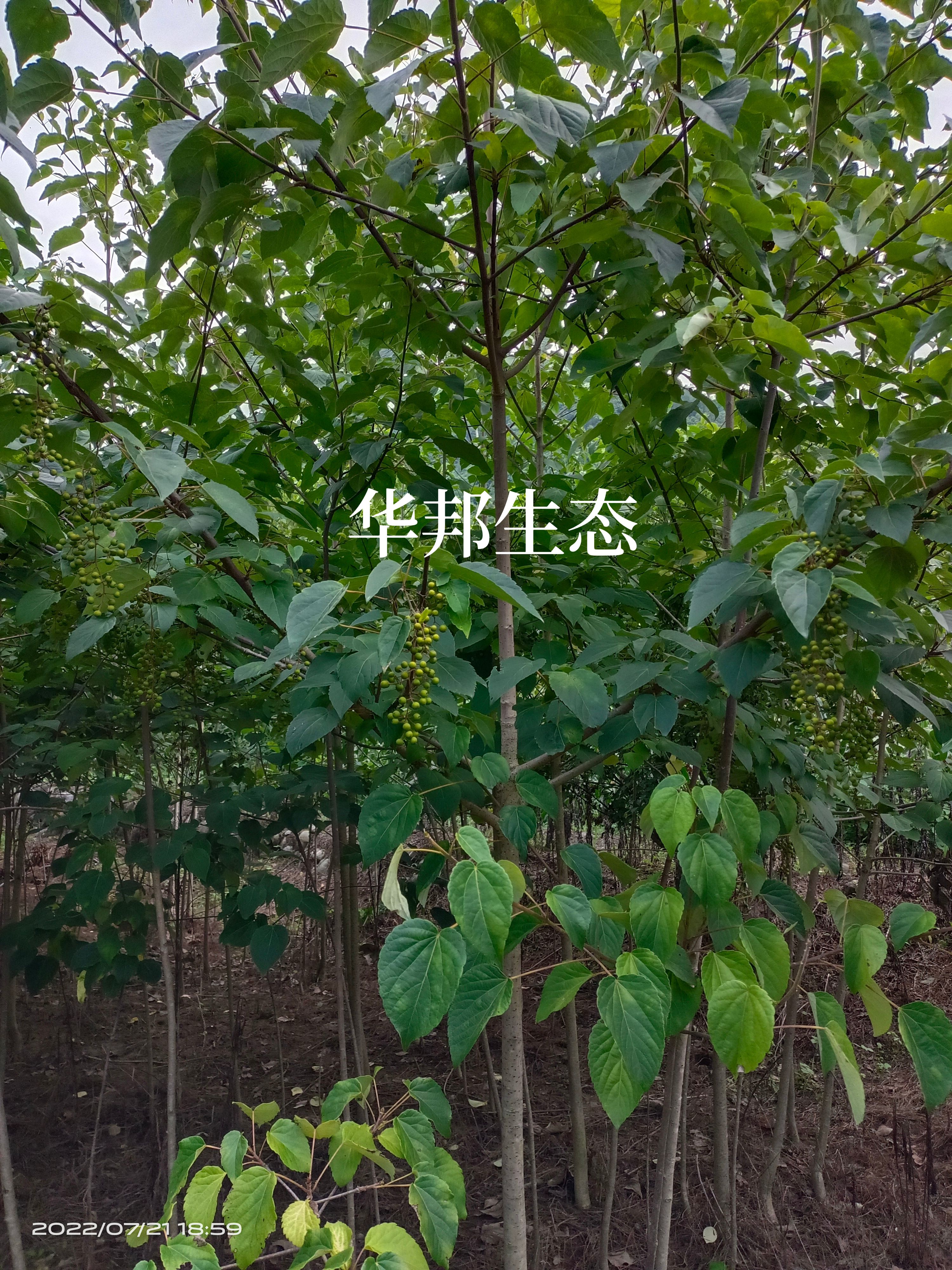 洋县山桐子树苗，二至五公分，均已挂果图便宜勿扰