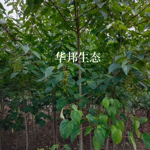 洋县山桐子树苗，二至五公分，均已挂果图便宜勿扰