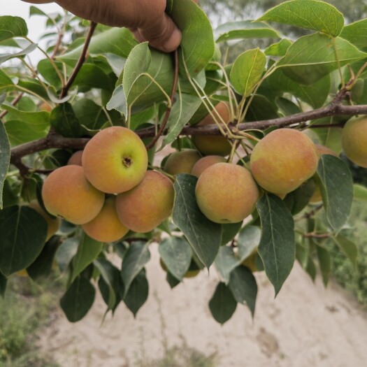 图木舒克新疆南果梨熟了！八月15日下树。