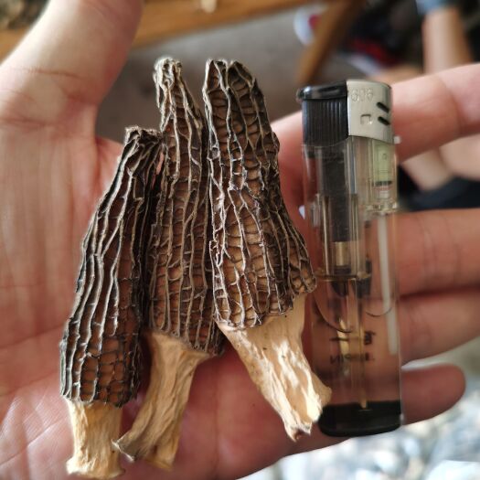 隆化县6—9cm干品