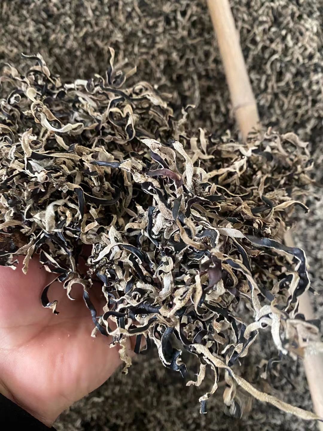 精选头茬木耳丝加工厂直发白背木耳丝整件20斤螺蛳粉商用木耳丝