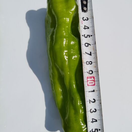 重庆市大家好，我在重庆市武隆区给大家带来一款薄皮青椒，货美价优。