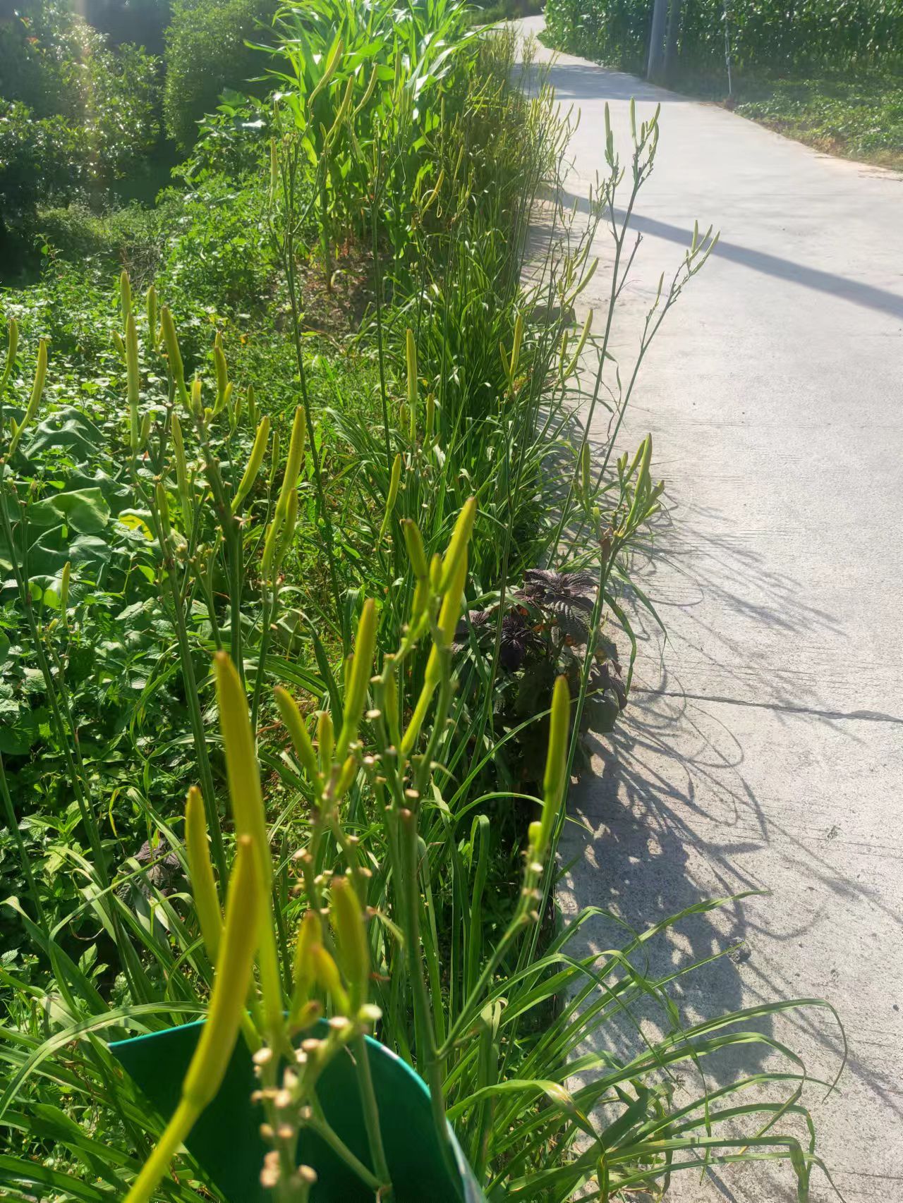 这是正宗老人家晒的黄花菜特别好吃需要联系我