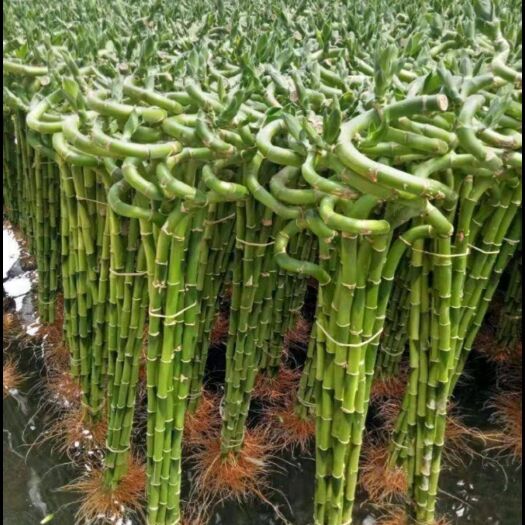 永清县转运竹