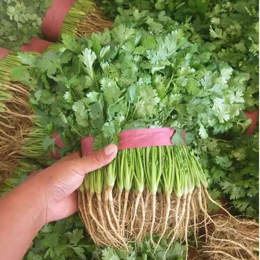 门源县香菜出售