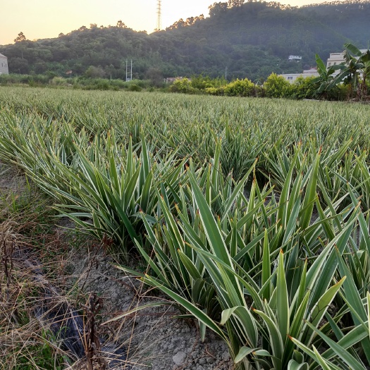漳州山管兰地苗