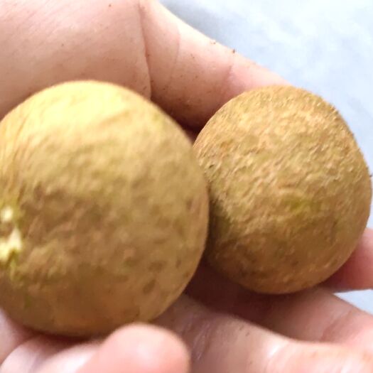 广州广东广州从化高山石硖龙眼