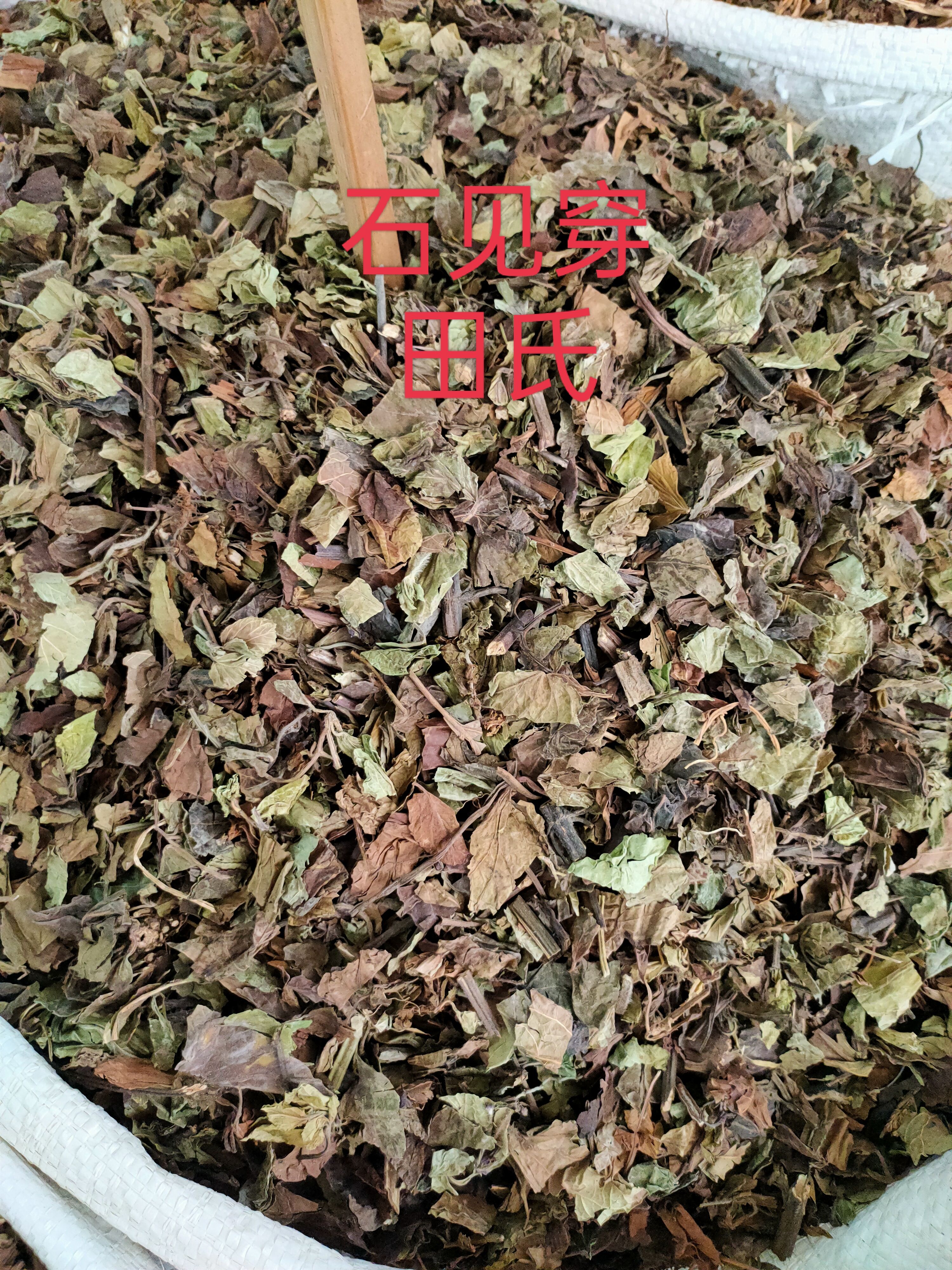 石见穿，中药材店铺，石打穿 月下红 新鲜干货正品中草药