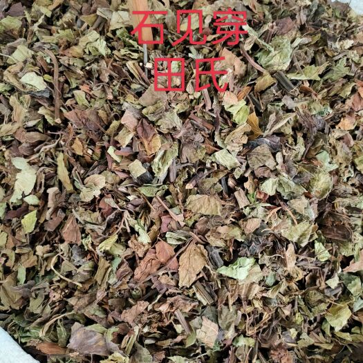 玉林石见穿，中药材店铺，石打穿 月下红 新鲜干货正品中草药