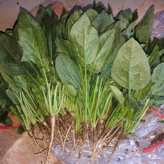 武山县精品甘肃菠菜