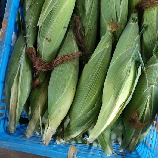 徐闻县徐聞县甜玉米，大量上市，产地直销，一手货源