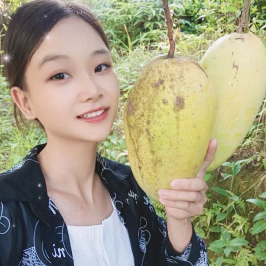 灵山县金煌芒果苗大果品种 生吃脆甜不酸 熟了香甜好吃核薄肉厚