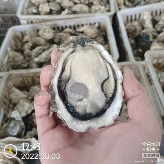 佛山福建三倍体
