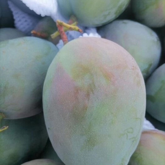 华坪县丽江高原凯特芒果