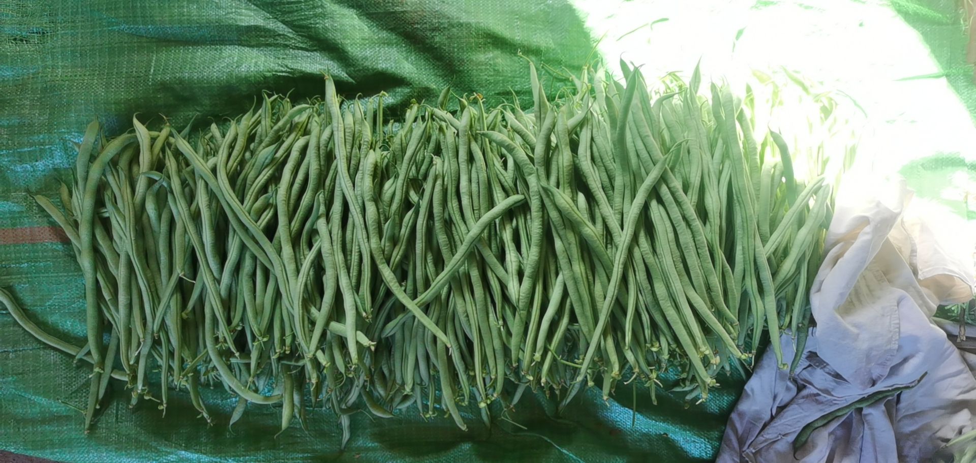 精品豆王