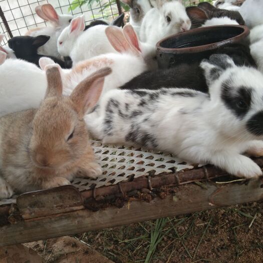 新沂市肉兔 小白兔，宠物兔，种兔接受预定