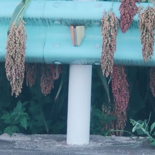 安龙县贵州小红粱，黔西南州需要的老板联系