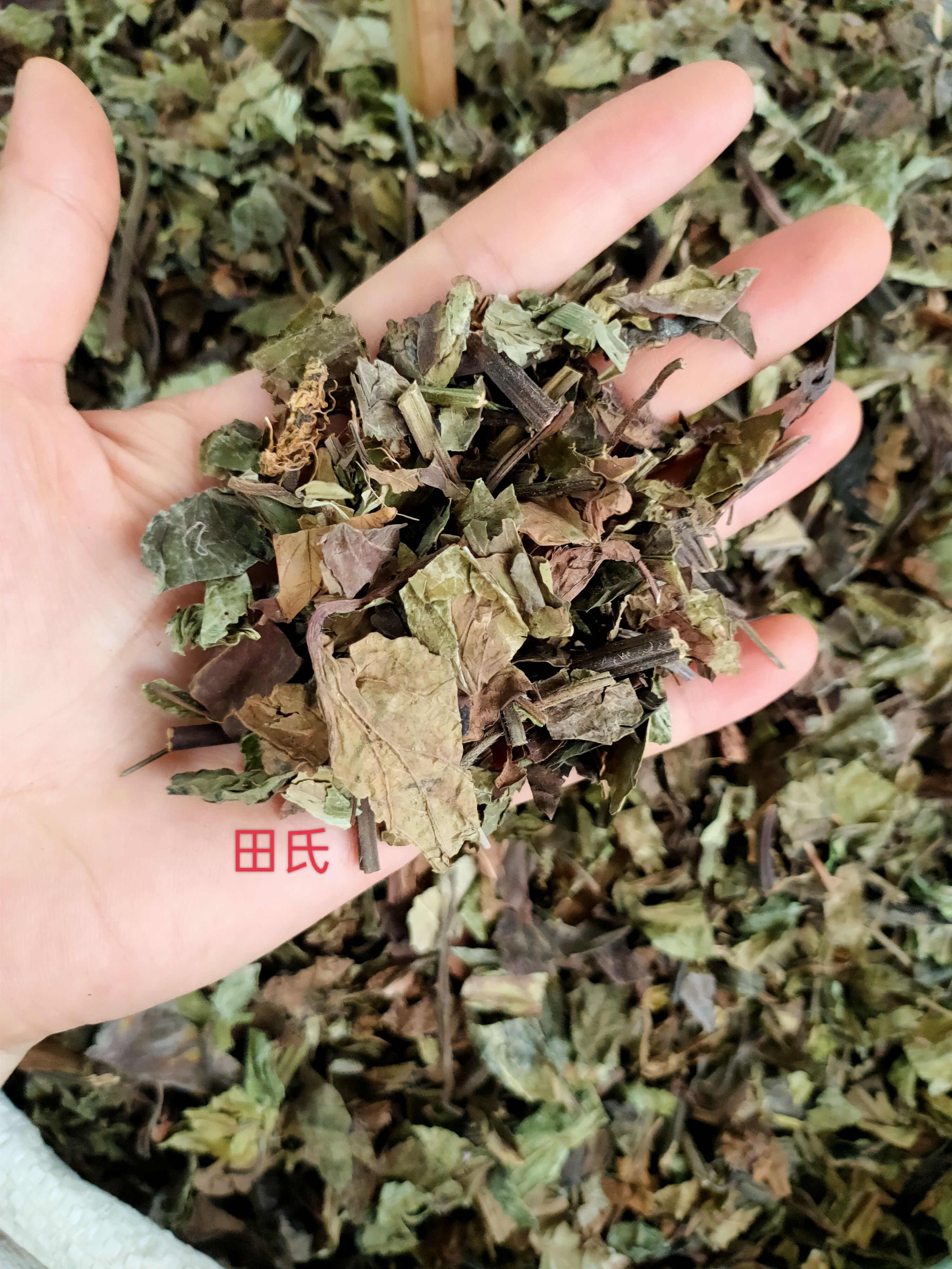 石见穿，中药材店铺，石打穿 月下红 新鲜干货正品中草药