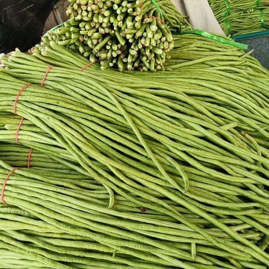 博爱县精品！！！长豆角！产地大量供应！保质保量！