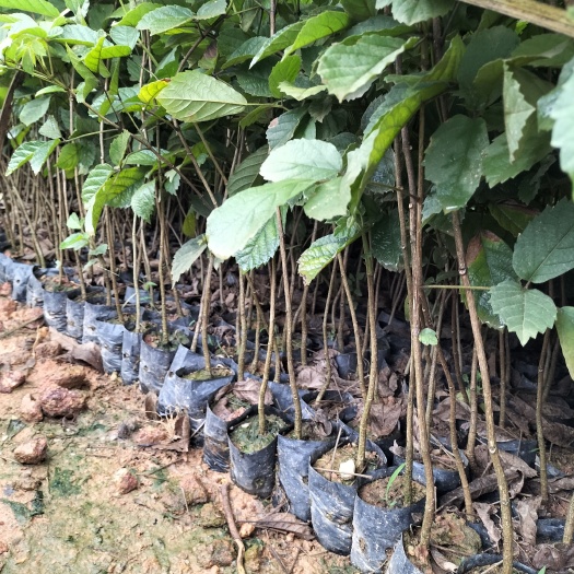 黄花风铃木  多花黄花枫铃杯苗
