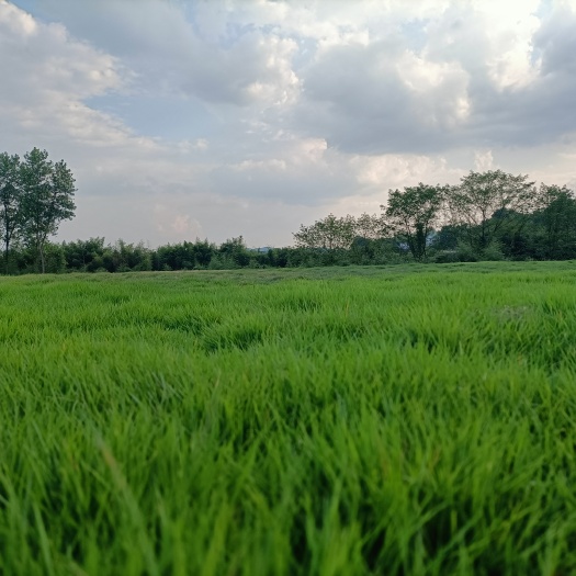 郴州马尼拉，草，四季青