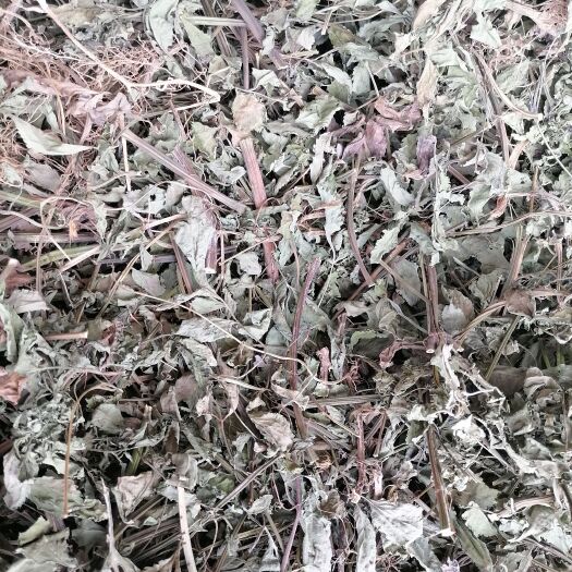 鬼针草干品