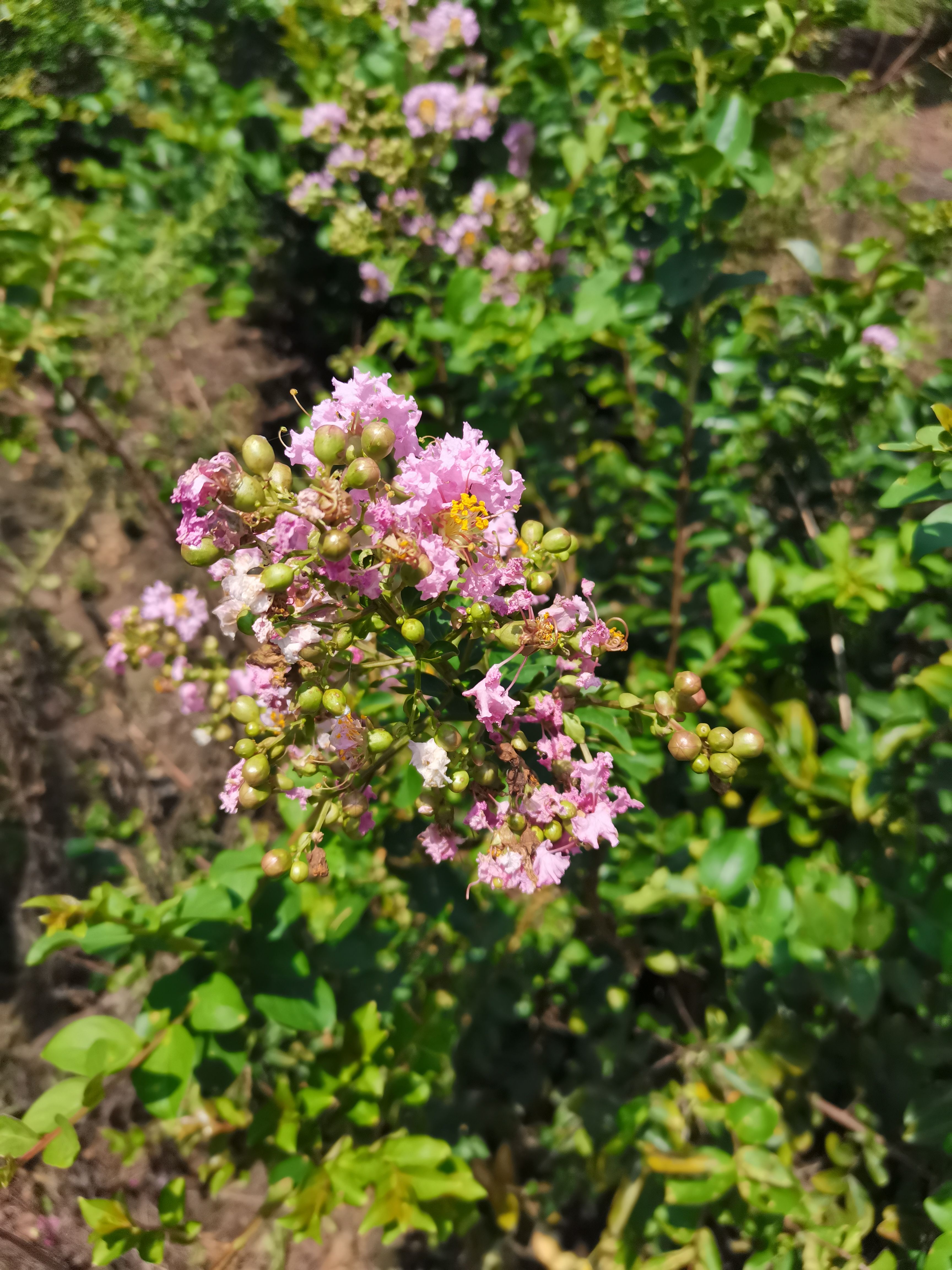 紫薇百日红单杆紫薇四川红花紫薇老紫薇