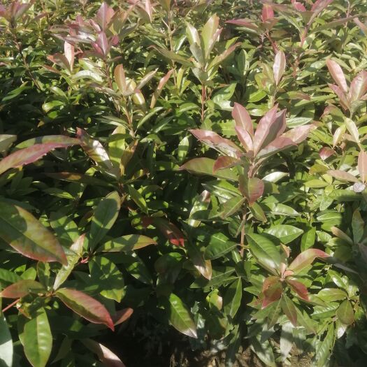 奉新县木荷裸根苗全国发货，诚信经营，批发一年生木荷小苗，带土球苗。