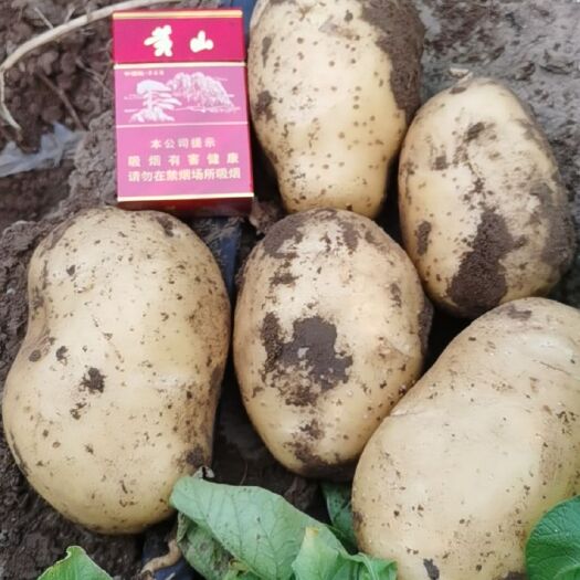 围场县土豆之乡，有黄心沃土五，微七，希森六，百茂八，京一，实验一