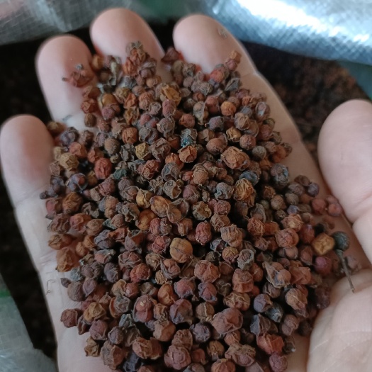 商城县南五味子大别山天然秤砣泡水喝入药货非种植批发2022