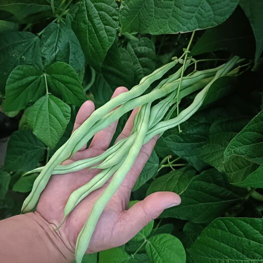 乌前旗架豆角豆角