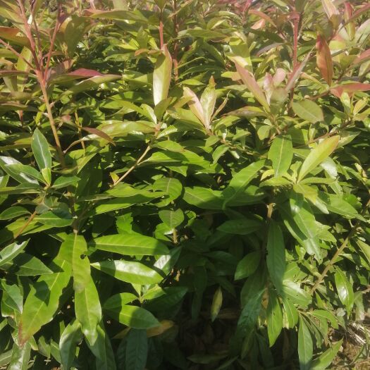 奉新县木荷裸根一年苗，自家苗圃直供，产地批发一手货源，没有中间商。