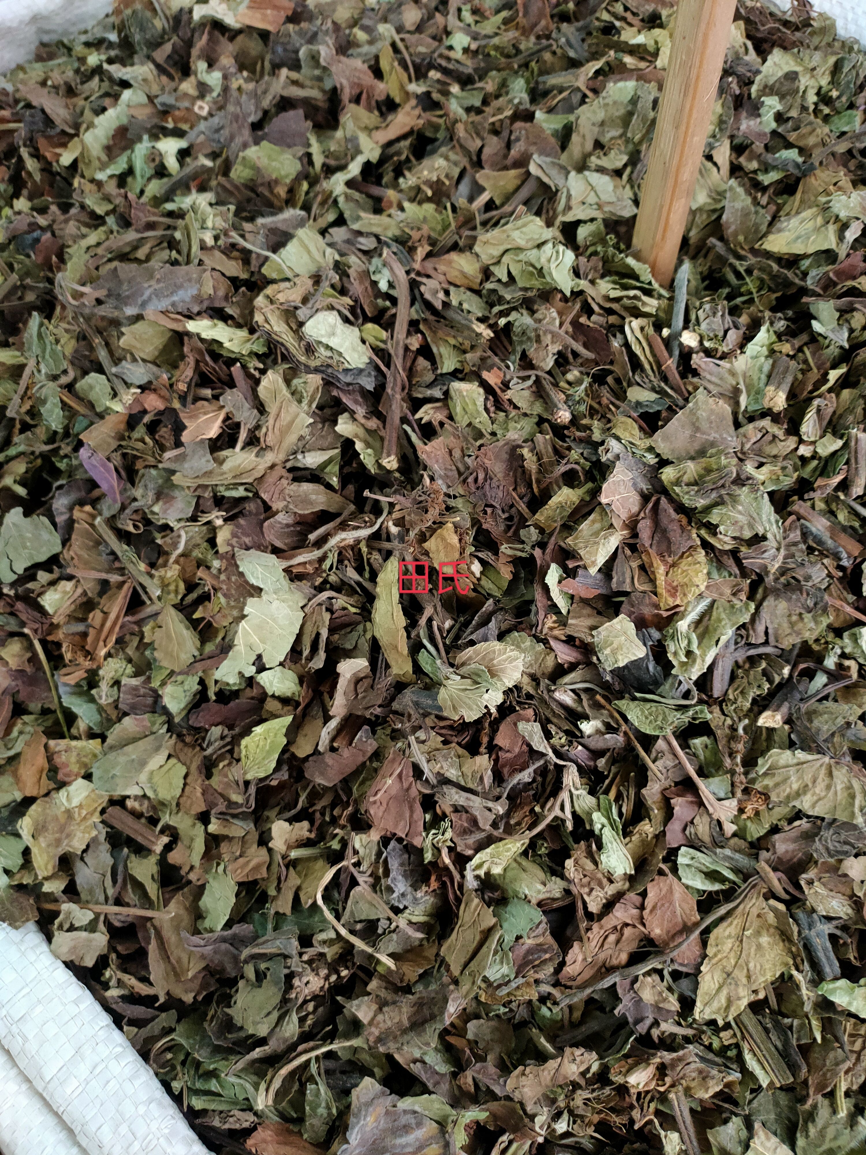 石见穿，中药材店铺，石打穿 月下红 新鲜干货正品中草药