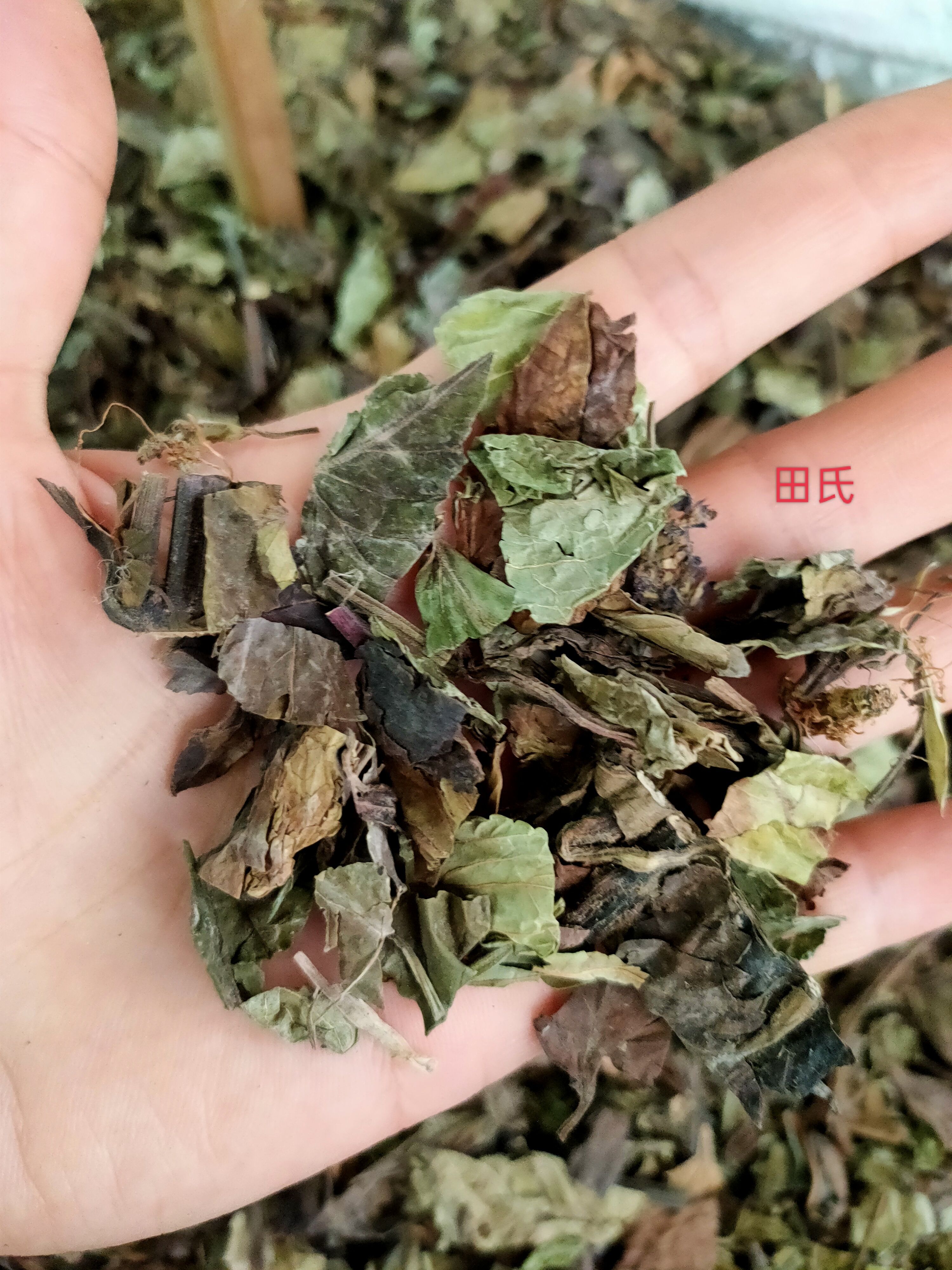 石见穿，中药材店铺，石打穿 月下红 新鲜干货正品中草药