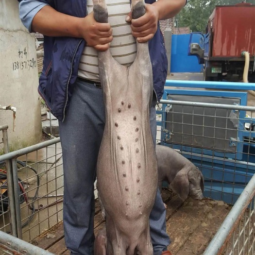 沂水县母猪一代母猪 二代母猪二元母猪后备母猪 长白母猪 全国发货