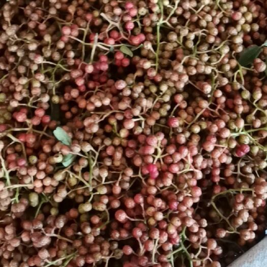 合阳县鲜青花椒，颗粒大