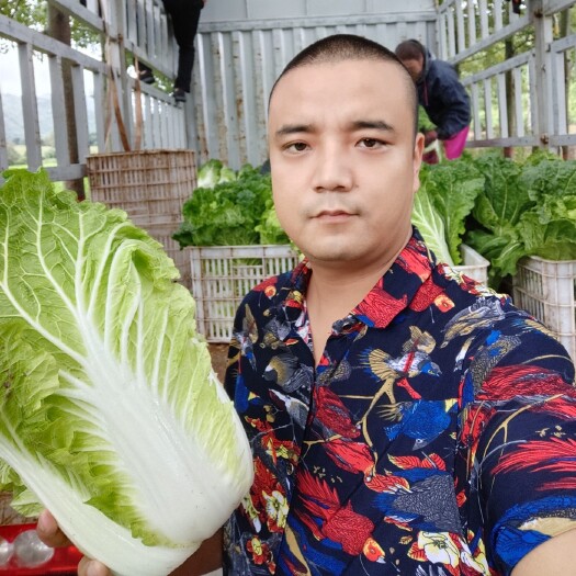 旬邑县精品高山黄心大白菜，无虫眼，无病害