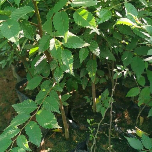 九江榉树杯苗，国家储备林榉树苗，成活率高，反季节种植