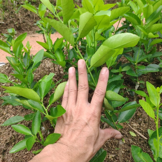 灵山县无子青柠